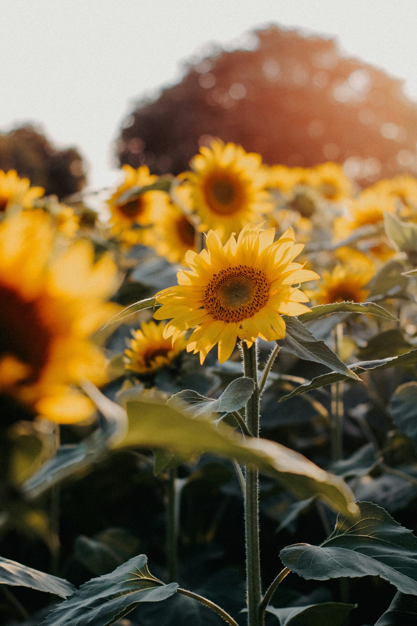 a field of sunflowers with a sky background